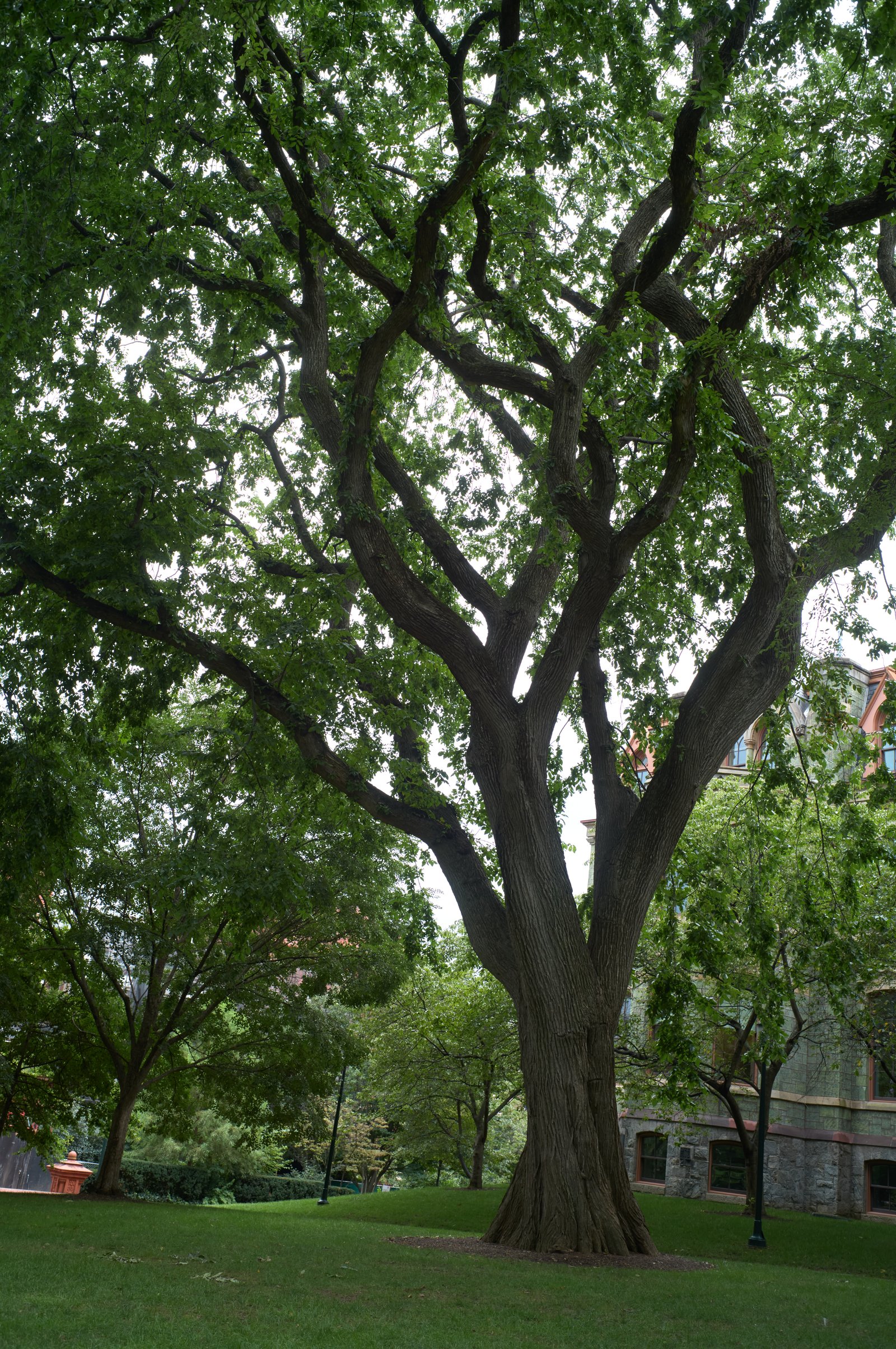 Old tree